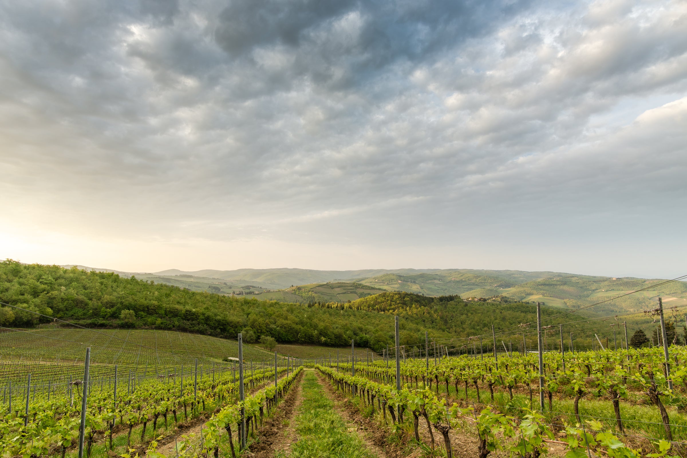 Poggio al Sole | Tuscan Vineyards and Sustainable Wine Making In Italy